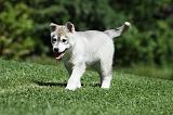 SIBERIAN HUSKY 385